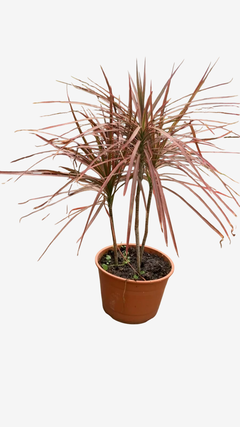 Dracena Tricolor en internet