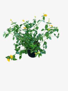 Lantana Montevidensis - VallsGarden