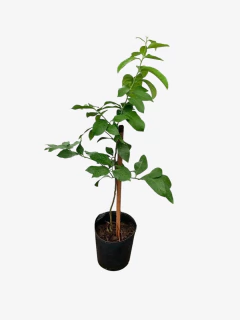 Limon Enano - tienda online