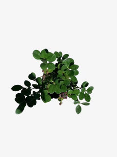 Raphiolepsis Umbellata - tienda online