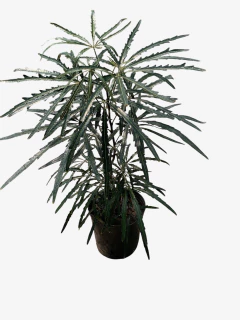 Aralia Elegantisima - VallsGarden