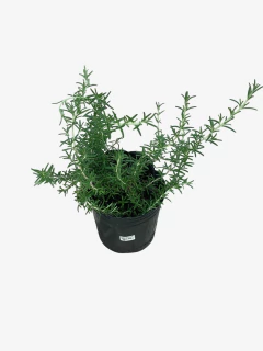Romero rastrero - comprar online