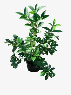 Osmanthus Fragans en internet
