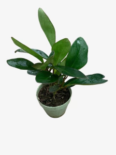 Peperomia Clusifolia en internet