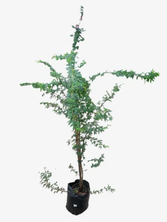 Calliandra Parvifolia - comprar online