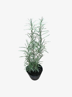 Curry - comprar online