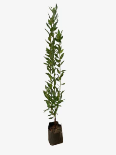 Laurel Comestible en internet
