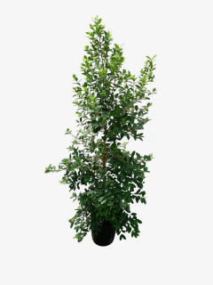 Eugenia - VallsGarden