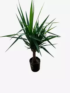 Yucca - comprar online