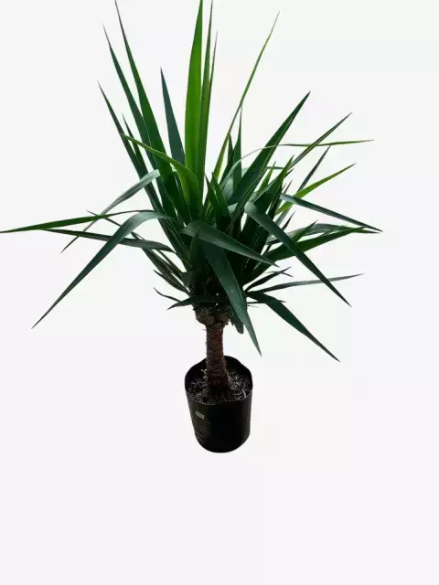 Yucca - comprar online