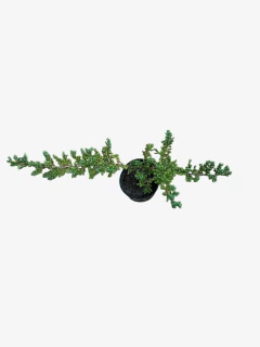 Juniperus Horizontalis Procumbens Nana en internet
