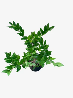 Olea Texana Verde - VallsGarden
