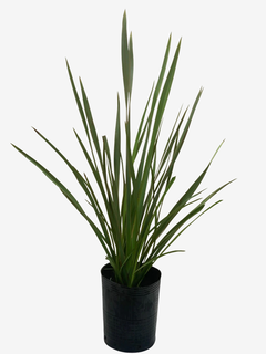 Phormium Tenax Viridis (formio) en internet