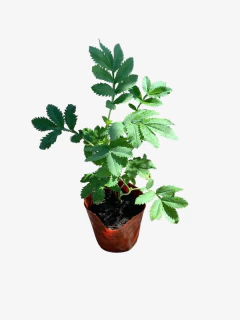 Melianthus Major - VallsGarden
