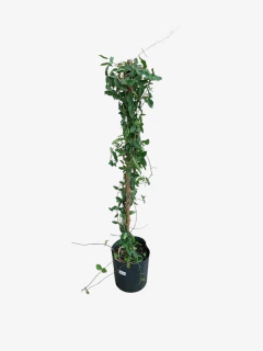 Sacha Guasca (uña de gato) - comprar online