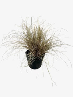 Carex Bronzinia - VallsGarden