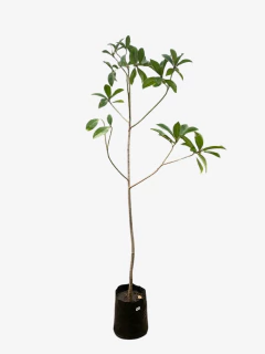 magnolia Grandiflora - comprar online
