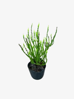 Baccharis trímera (carqueja)