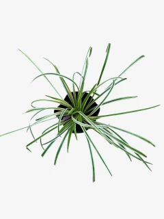 Liriope Muscari Variegata - tienda online
