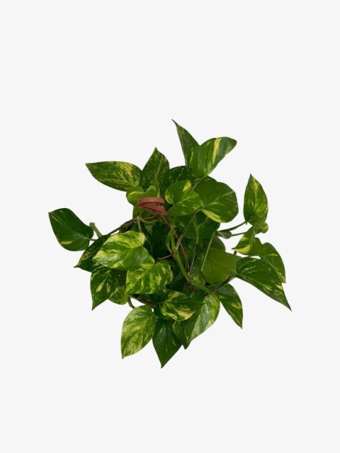 Pothus - comprar online