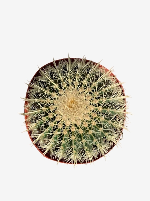 Cactus Grusoii