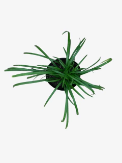 Liriope Muscari - comprar online