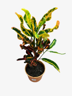 Crotón Tirabuzón - VallsGarden