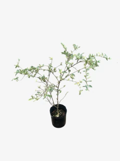 Ligustrum Sinense Variegata Alba