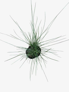Muhlenbergia Capillaris - VallsGarden