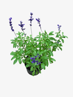 Salvia Farinasea - comprar online