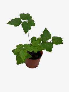 Anemona Japonica - comprar online