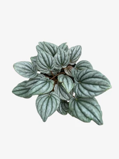 Peperomia Plateada - comprar online