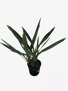 Phormium Tenax Rubra (formio bronce) - comprar online