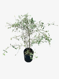 Ligustrum Sinense Variegata Alba en internet