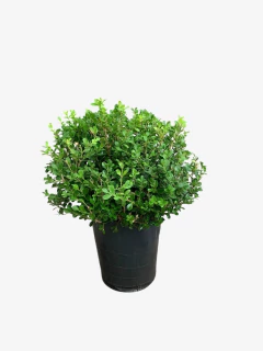Buxus Sempervirens Bocha en internet