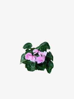 Violeta de los Alpes - VallsGarden