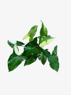 Singonium Marmolado - comprar online