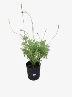 Lavanda Multifida - tienda online