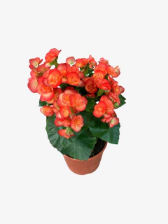 Begonia Elatior en internet