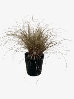 Carex Bronzinia en internet