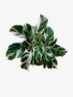Calathea White Fussion - tienda online
