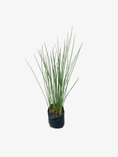 Junco - comprar online