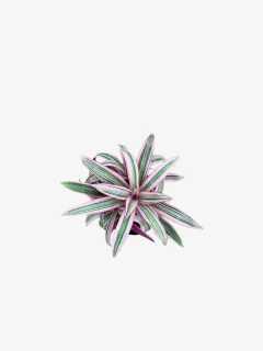 Tradescantia Citara en internet