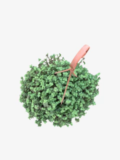 Exacum Callisia Repens - comprar online