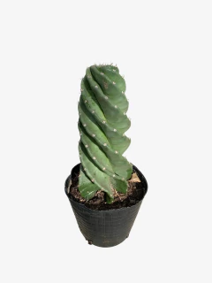 Cactus Espiralado en internet