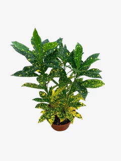 Croton Mandarina - tienda online