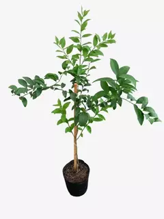 Mandarina Encore en internet