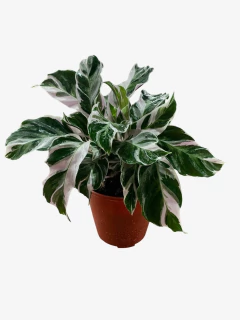 Calathea White Fussion - comprar online