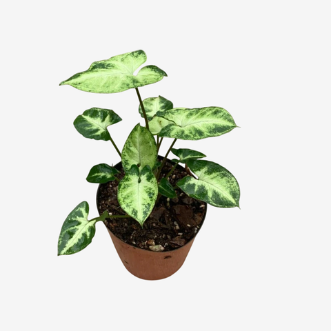 Singonium Mini Pixie - comprar online