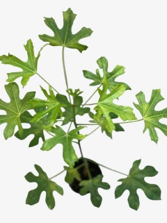 Brachychiton Acerifolius - comprar online